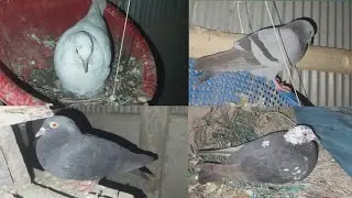 কবুতর পালন 