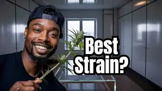 I Tried the Gorilla Glue Cannabis Strain