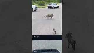 leopard attack on baby wild boar #leopard #wildlife #wildboar #attack #viral #animal