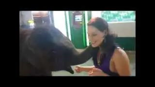 Toby the Baby Elephant
