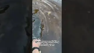 Fishy fishy