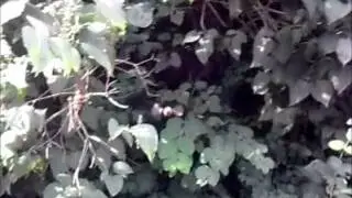 Stalkerfliege