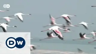 Индия: мангровые леса Мумбаи под угрозой | Global 3000