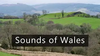 Rainy morning in Wales - Countryside sounds