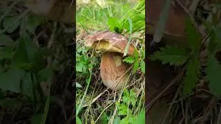 magnifiche scoperte nel bosco #porcini #boletusedulis #bosco #funghi #mushroom