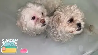 Bath time never gets any easier! Dogs vs Bath | mocha and bitsy 😬