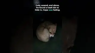 He Hid in a Trash Bin as the Storm Rolled In #heartwarming #animalrescue #animalfriendship #animals