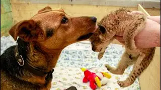 Abandoned Lion Cub Struggling To Live Later Gets The Most Unexpected Surrogate Mother