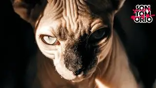 Scrungly Cat - [♫ oud ♫]