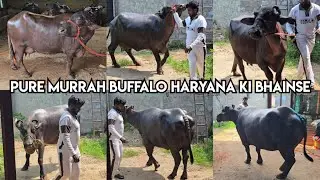 Pure murrah buffalo available in Hyderabad | haryana ki bhainse in Hyderabad | doodh wali bhains
