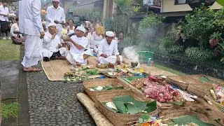 Upacara Buta yadnya ( mecaru) di desa adat Penglipuran Bali