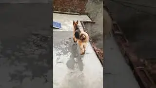 German shepherd single coat 🐶 😯#trending#shorts