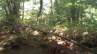 Srnin podmladek