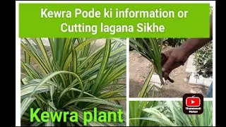 Kewra Plant Cutting lagana Sikhe | Kewra Plant information | Kewra Pode lagaye |Green Plants 786