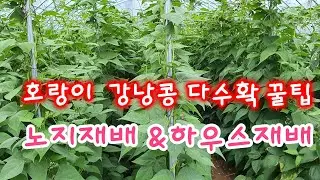 호랑이 강낭콩 다수확 꿀팁