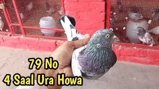 4 Saal Uray Kabootar Ka Shok | Hashim Mahmood Pigeons 
