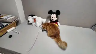 Wait for it&hellip; 👀 Little paws, big happiness 💕 #cutepets #petshorts #funnyanimals  #catsoftiktok