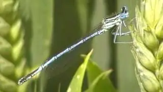 White Legged Damselfly