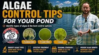 Algae Control Tips For Your Pond