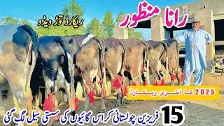 Rana Manzoor | Top Class Australian Fresian Cows | Jersey Cows For Sale In Punjab |30 December 2025