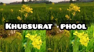 Hamare gao ke kheton ki khubsurti//////Jarwar Yt ❤️ ❤️
