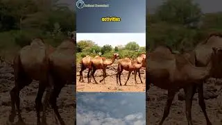 Does a camel hump store water? Interesting facts about camel  #animals