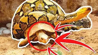 15 Times Animals Messed With The WRONG Opponent!