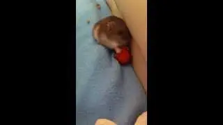 Cute Hamster stuffing Cheeks with Carrots😍