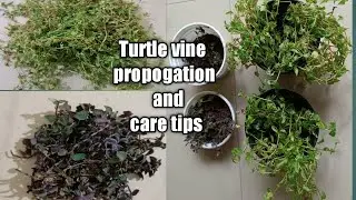 Turtle vine propogation and care tips/green turtle vine /purple turtle vine