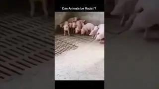 Can Animals Be Racist? 🐷 #animals #science #paradox