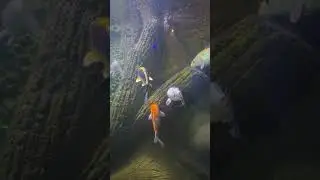 🐠✨ Mysore Aquarium Tour   Colorful Underwater World   Travel Shorts 2025   Made with Clipchamp