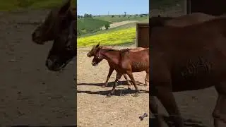 🌹🌹🌹#cavalli #passione #equitazione #equitaci&oacute;n #maneggio #maneggio #horses