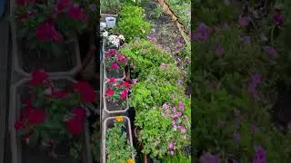 My garden summer season #plants #nature #naturephotography #gardenplants #gardenflowers #garden