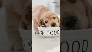 Pawsome Palates: Ultimate Dog Food Knowledge Quiz!