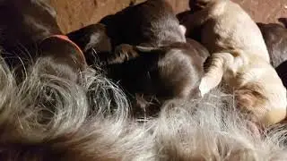 Slavinja fci German Spaniel | Wachtelhund litter W &ndash; Jasper & Hańba, 1st day of life