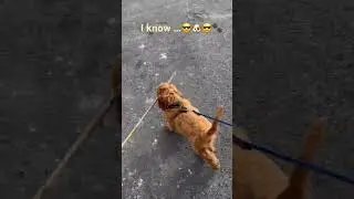 Puppies and sticks 🐶😎🐾❤️ #cockapoopuppy #puppyjoy #furryfamilymember