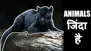 4 Believed Extinct Animals Still Alive (हिन्दी) | Knowledge Adda Hindi