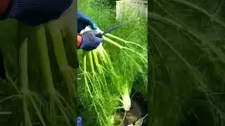 Harvesting Monster Fennel in My Backyard #shorts