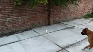 EL PERRO CASA COHETES...!!! No todos los perros son miedosos...