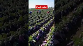 Viral video 🌹🌹🌹 #trending #funny #youtube #funny #youtube shorts #virels horts #trending#comedy
