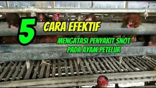 Wajib tau,,!! Cara efektif mengatasi penyakit snot