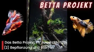 Betta Projekt! -Bepflanzung und Start Juwel Lido 120 #Kampffisch #aquaristik #aquarium