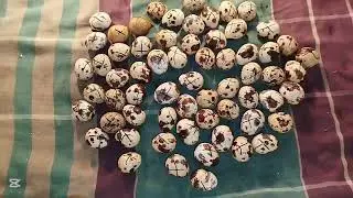 ইনকিউবিউটরে কিভাবে ডিম বসাবেন 