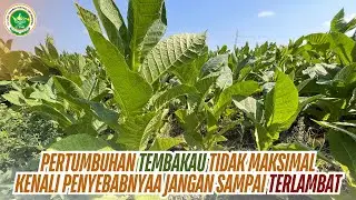 TEMBAKAU KERDIL DAN DAUN MENGUNING ?? KENALI PENYEBAB DAN CARA MENGATASINYA AGAR HASIL MAKSIMAL 