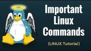 Basic Linux (Kali Linux) Commands That You Must Know About!