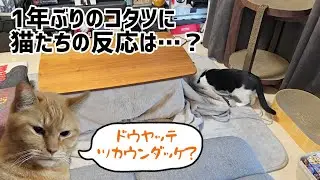 1年ぶりのこたつに猫たちの反応は…？