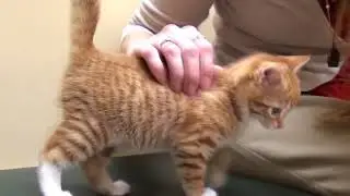 ANIMAL OUTREACH: PETS VACCINATION
