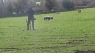 Martin o'malley and heather hill skip 2019 all ireland nursery sheepdog trial champion