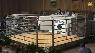 Great Meadows Angus Assn. 24th Fall Sale, Campbellsburg, KY