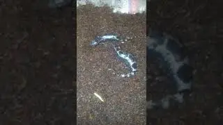 Basic info for marbles salamanders